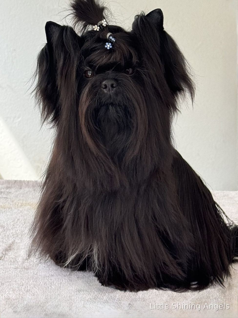Portret črnega terierja