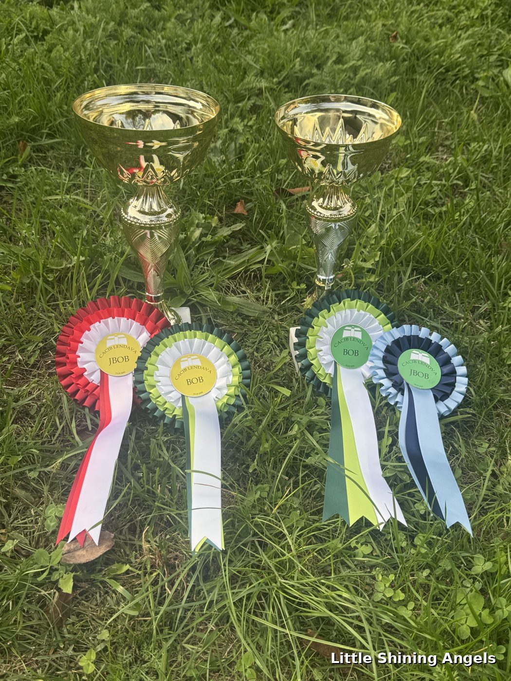 Pokali in rozete BOB in JBOB — CACIB Lendava 2026, Little Shining Angels