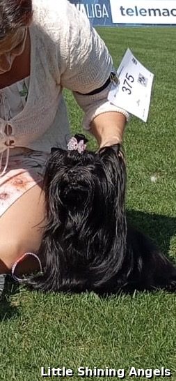 V ringu — CACIB Lendava 2026, Little Shining Angels