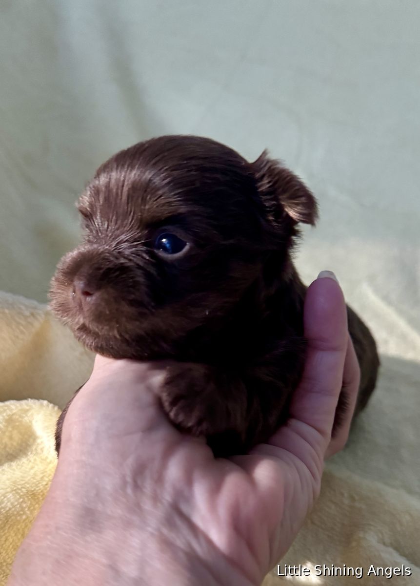 Čokoladni terier (čokoladni yorkie) mladiček 6, Little Shining Angels