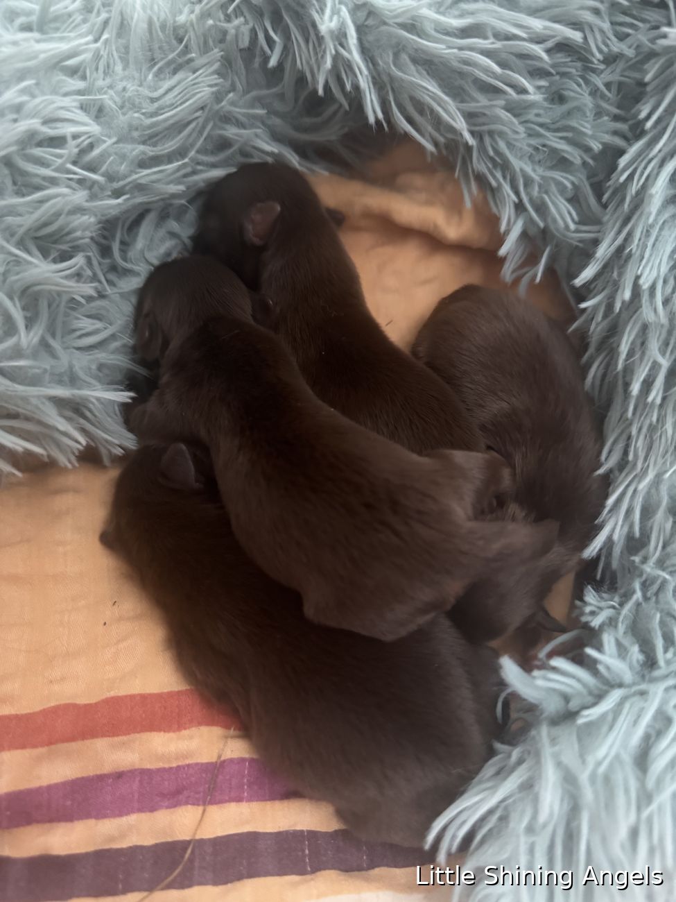 Čokoladni terier (čokoladni yorkie) — mladički rastejo, leglo 2026, Little Shining Angels