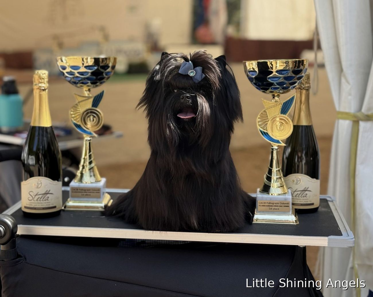 Črni terier Little Shining Angels s pokali — Polhograjski Dolomiti CACIB 2026, prvo mesto